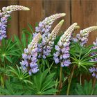 Lupines at dacha fence