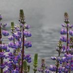 Lupines