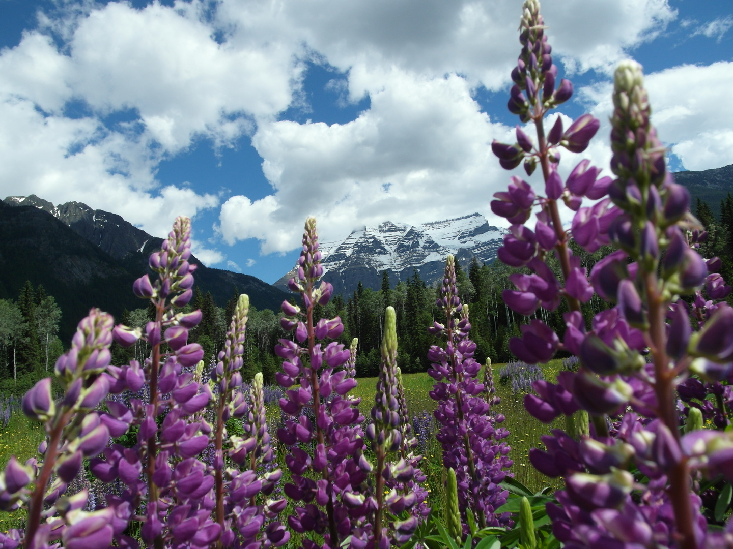 Lupines in front of Mt. Robson