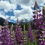 Lupines in front of Mt. Robson