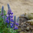 Lupinie auf Island 