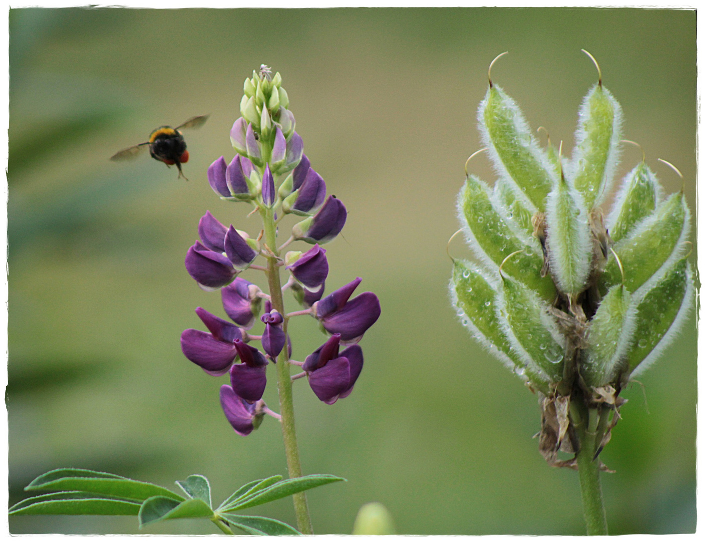 Lupinie in beiden Stadien 