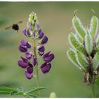 Lupinie in beiden Stadien 