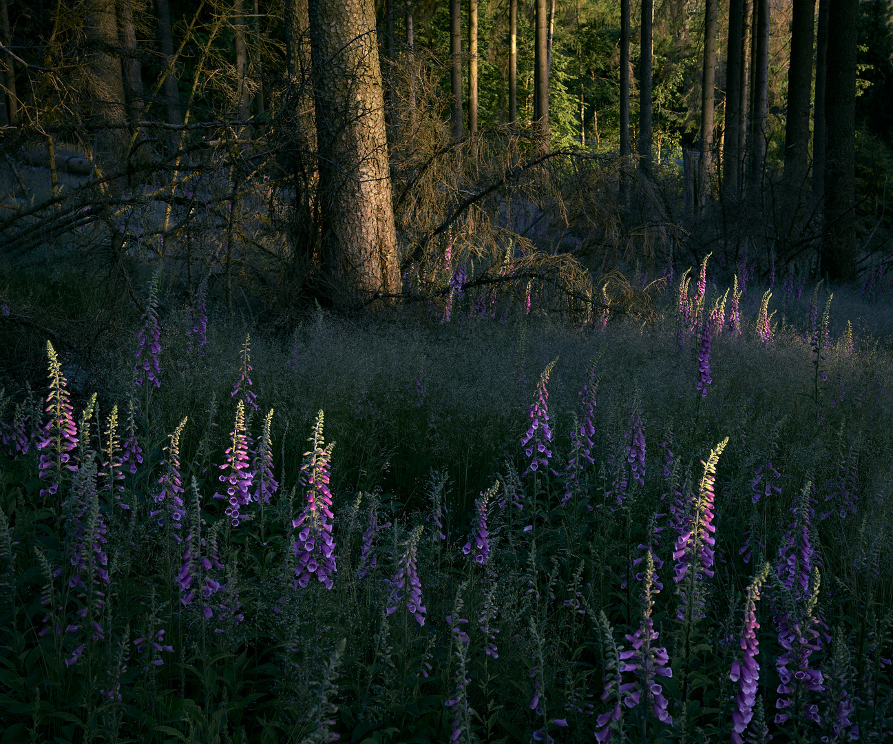 Lupinien im Abendlicht