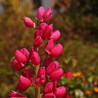 Lupinien im Garten