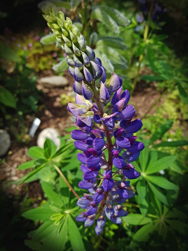 Lupinien im Kräuter- und Gewürzgarten Eisental