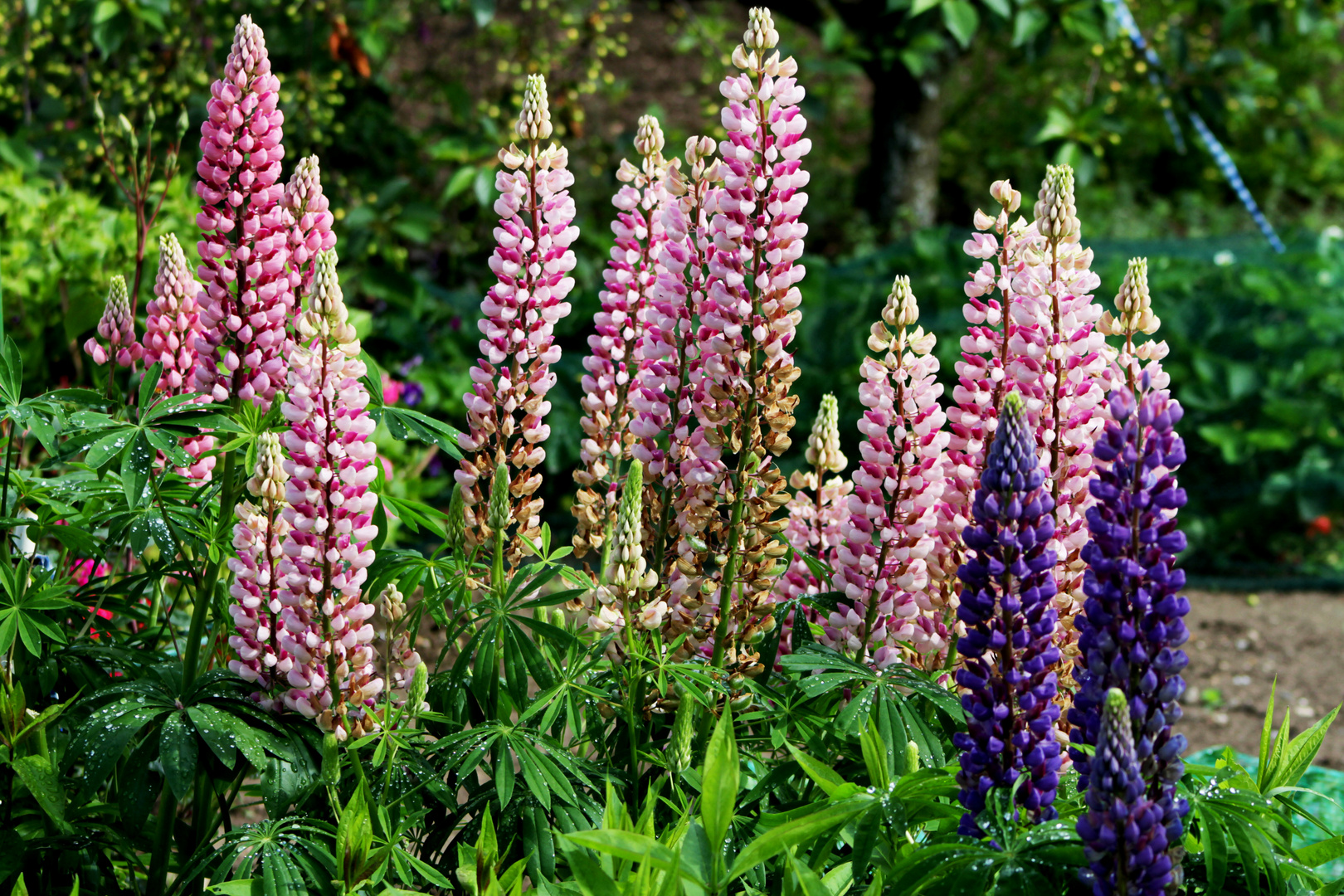 Lupinien im Schrebergarten