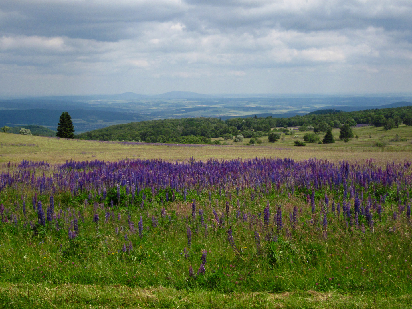 Lupinienblüte in der Hochrhön