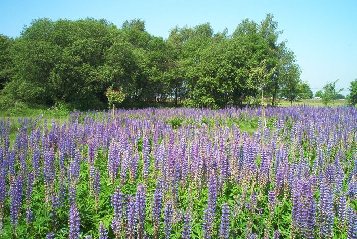 Lupinienmeer-eine Wiese voller Blumen Teil 1