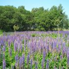 Lupinienmeer-eine Wiese voller Blumen Teil 1