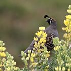 Lupins