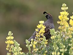 Lupins