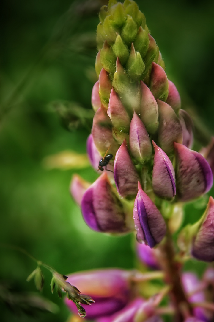 Lupins