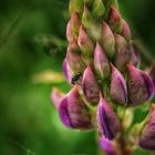 Lupins