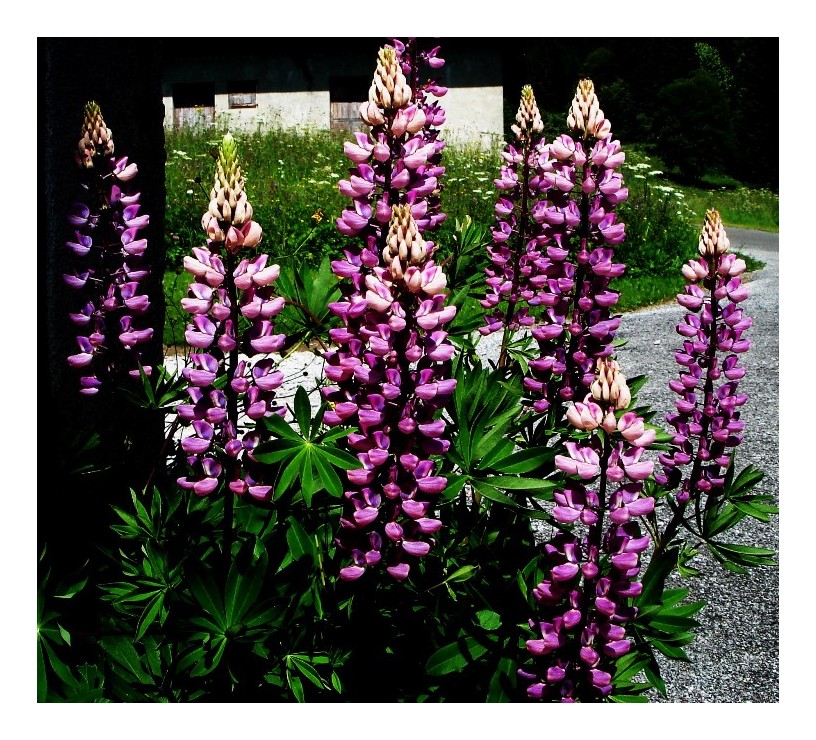 LUPINS