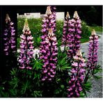 LUPINS