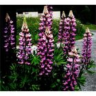 LUPINS