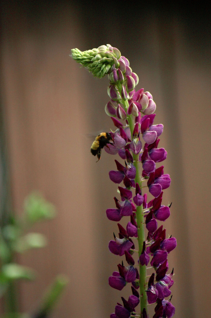 Lupins