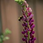 Lupins