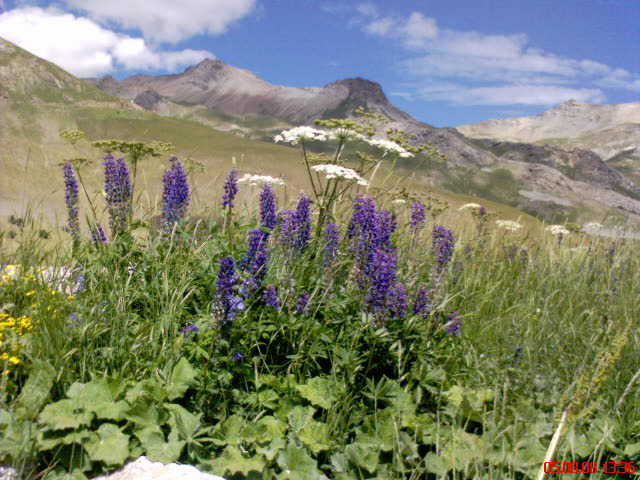 Lupins dos à la montagne Meije (les écrins) au Col du Lautaret