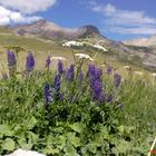 Lupins dos à la montagne Meije (les écrins) au Col du Lautaret