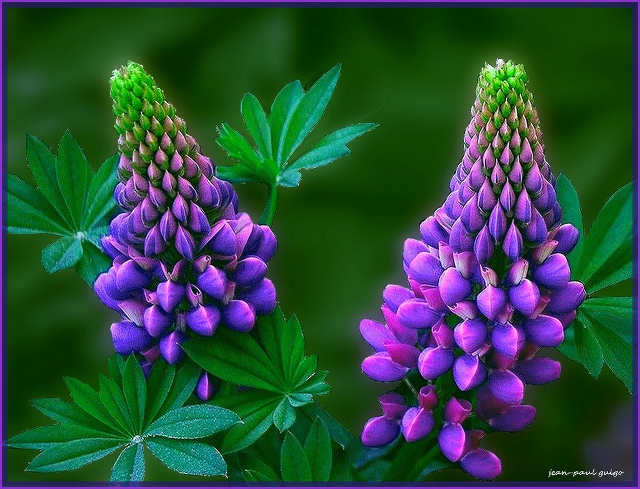                                  lupins