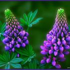                                  lupins