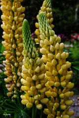 Lupins jaunes 