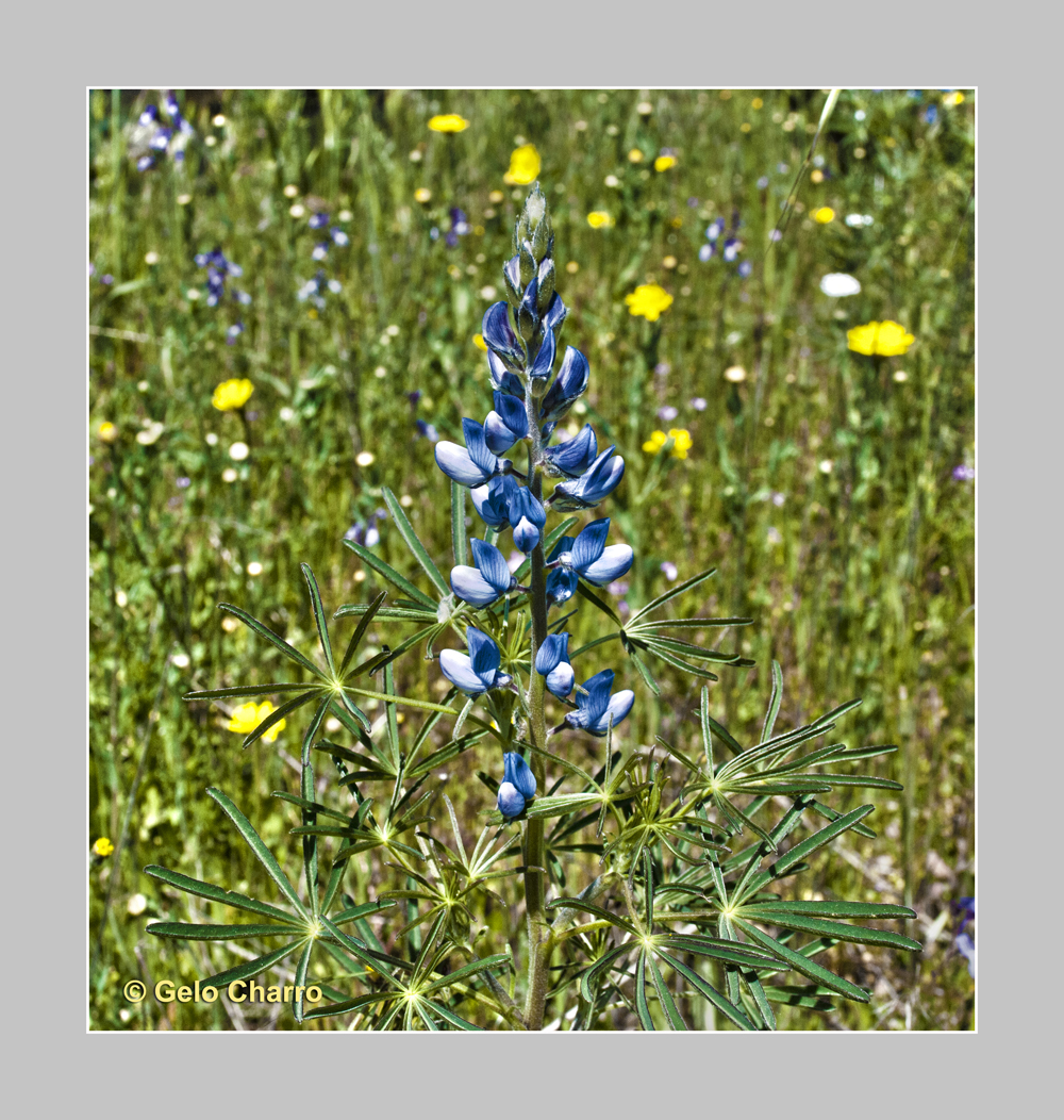 Lupinus Augustifolium