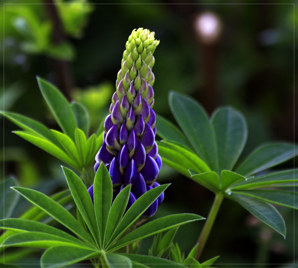 Lupinus