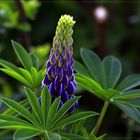 Lupinus