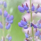 Lupinus