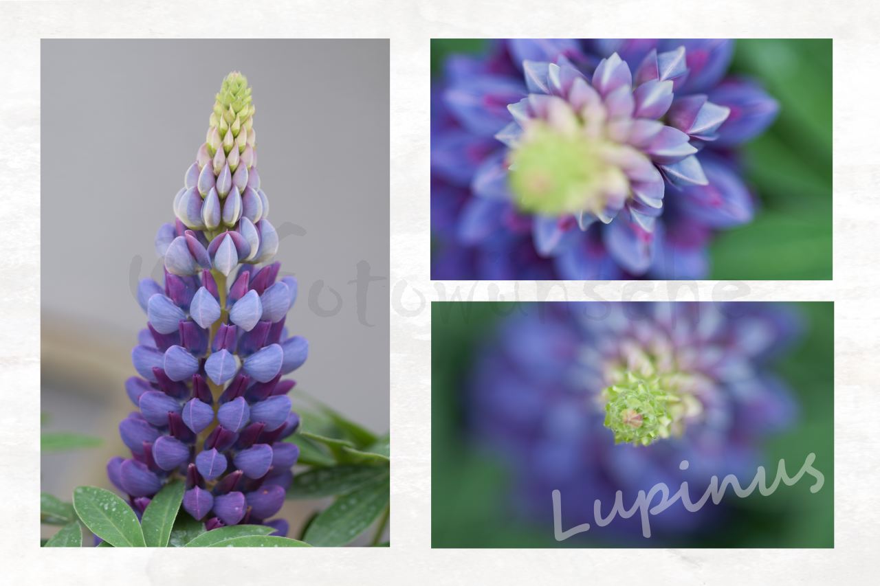 Lupinus