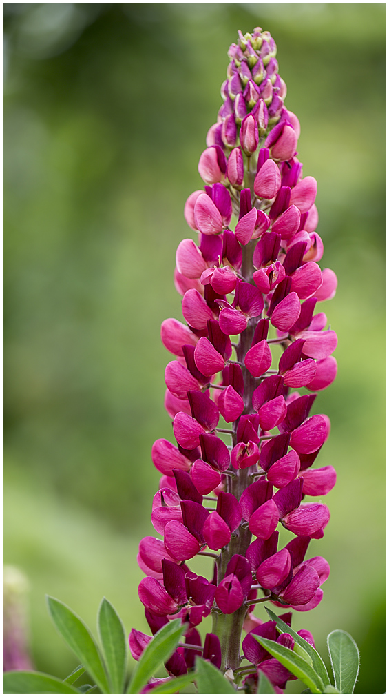 Lupinus Gallery Red