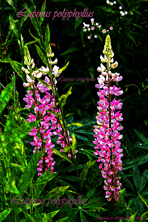 Lupinus polyphyllus