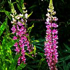 Lupinus polyphyllus