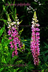 Lupinus polyphyllus