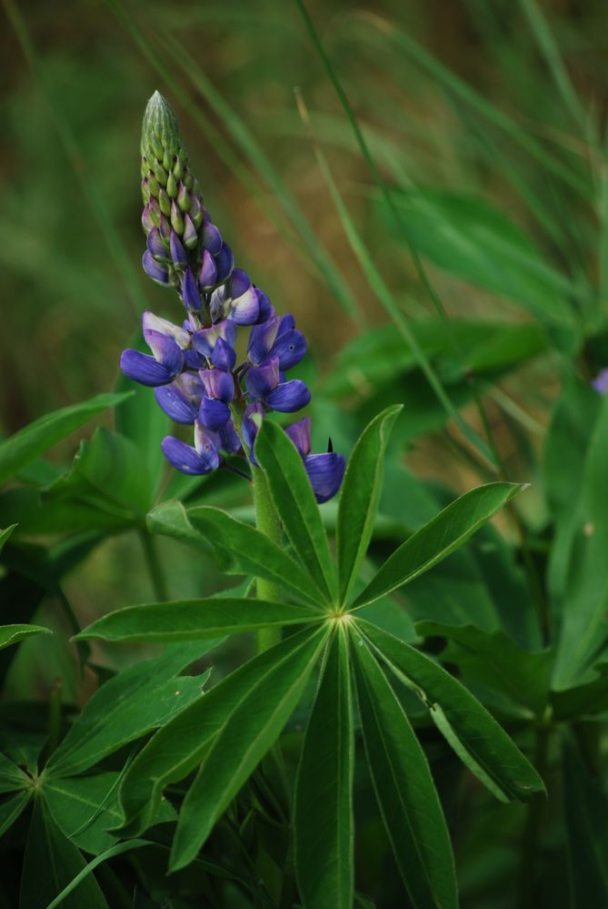 Lupinus polyphyllus