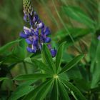 Lupinus polyphyllus