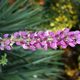 Lupinus polyphyllus