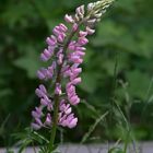 Lupinus polyphyllus