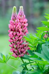 Lupinus polyphyllus