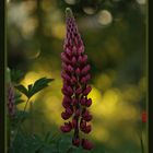 *Lupinus polyphyllus*