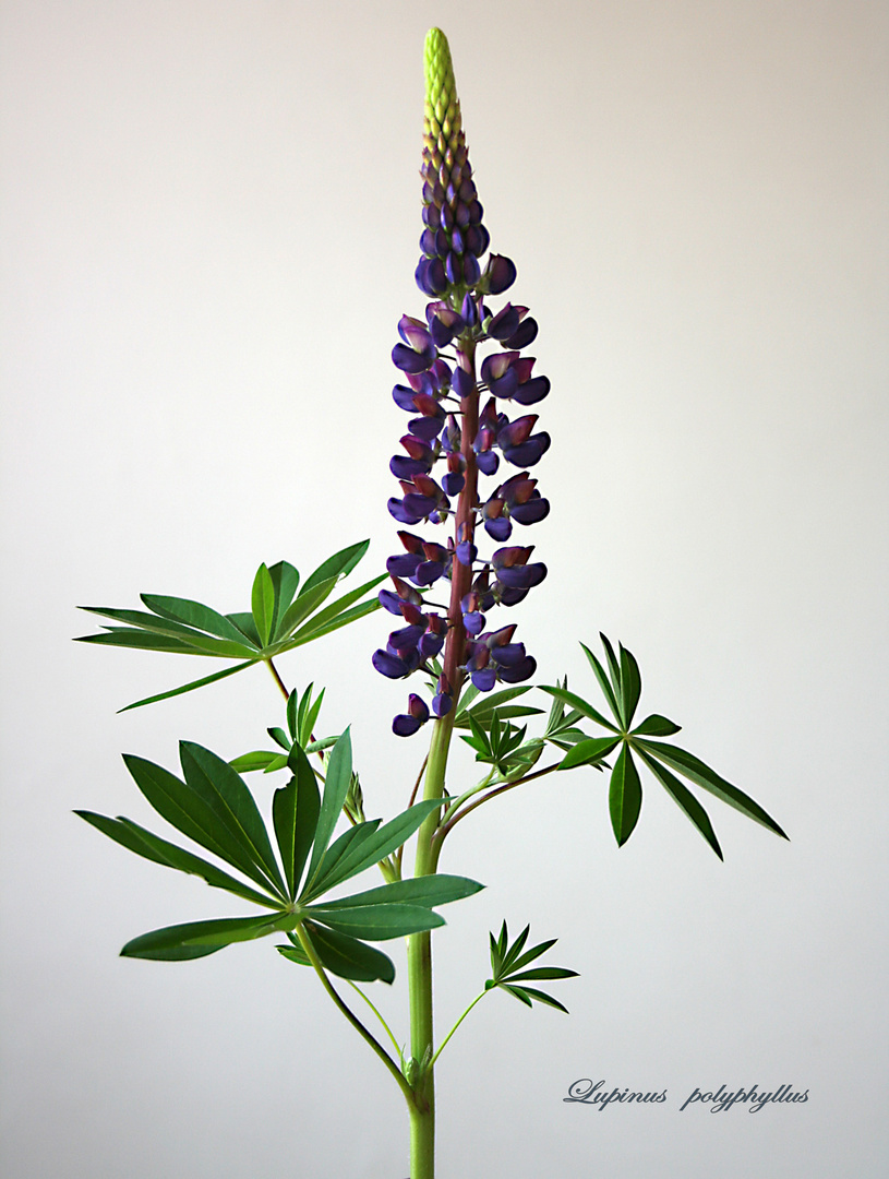 Lupinus polyphyllus