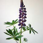 Lupinus polyphyllus