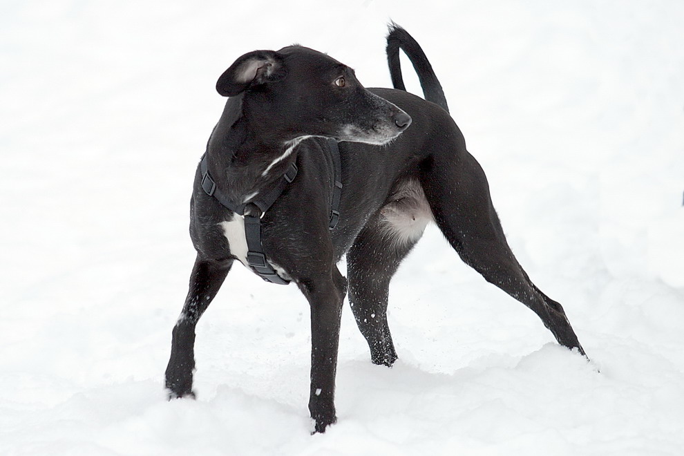 Lupita aus Cordoba im Schnee