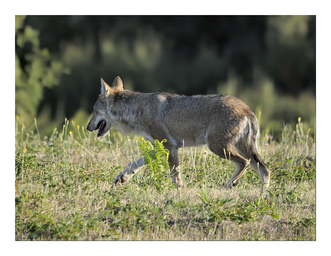 Lupo Appenninico