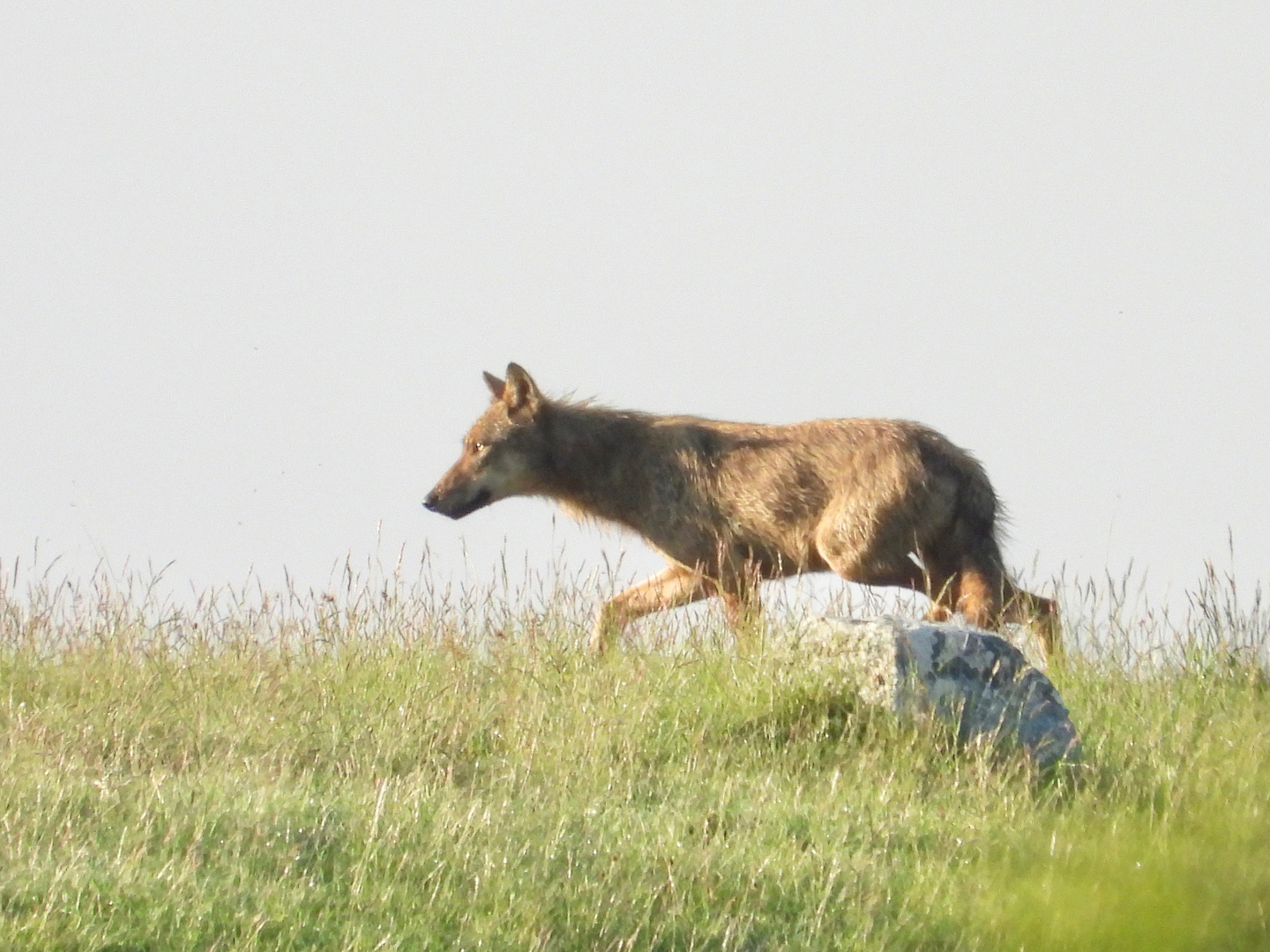 Lupo appenninico a passo spedito