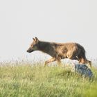 Lupo appenninico a passo spedito