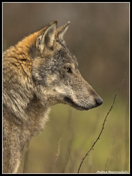 Lupo Appenninico (Canis lupus)